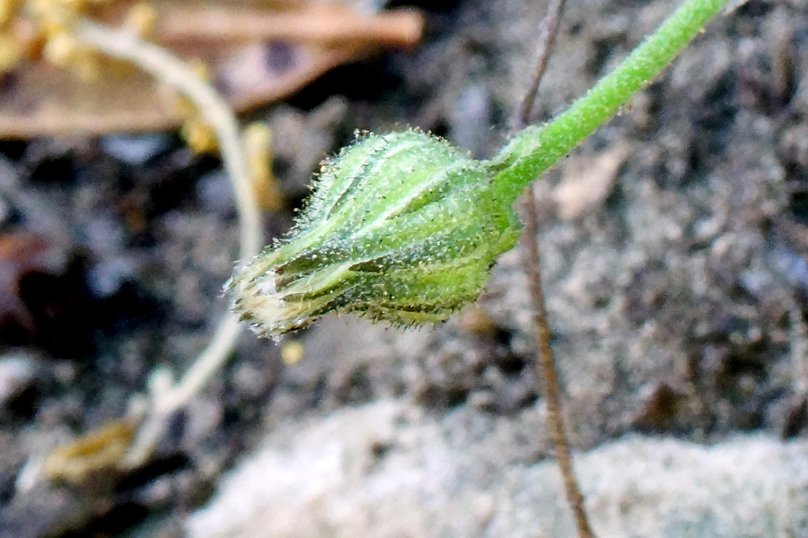 Hieracium da determinare